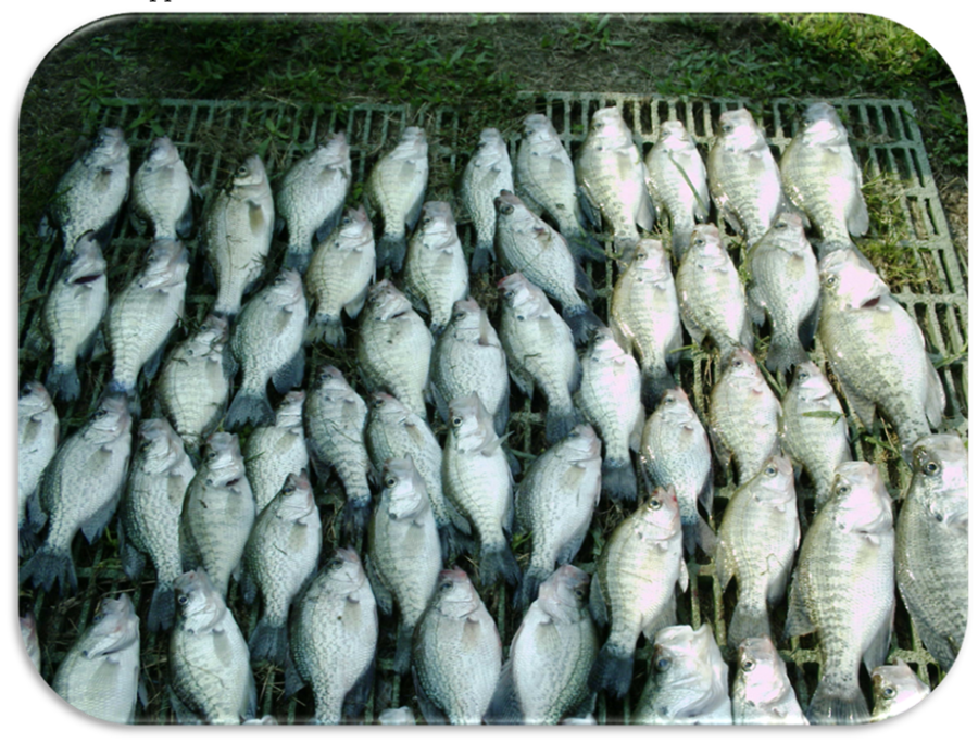 Catching crappie on South Carolina's Santee Cooper lakes